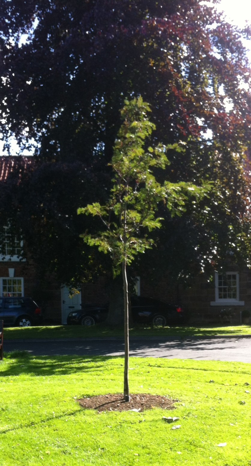 Vilmorin's rowan tree